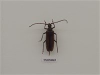 藏品(中華薄翅天牛)的圖片